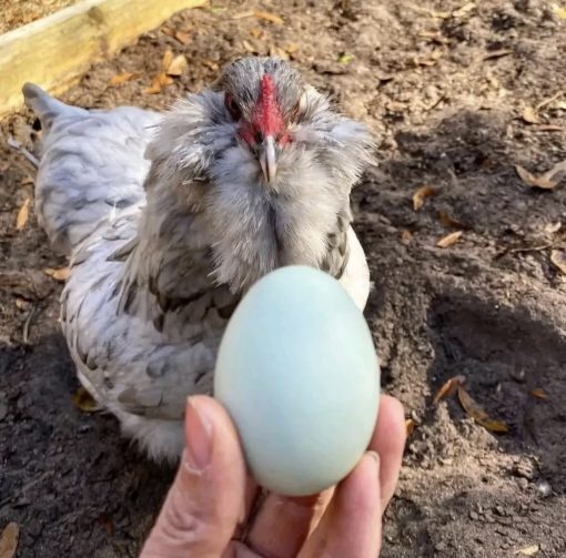 Ameraucana chickens - Image 6