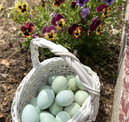 Ameraucana chickens - Image 2