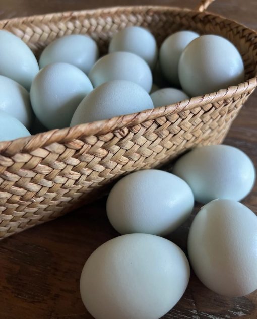Ameraucana chickens - Image 5