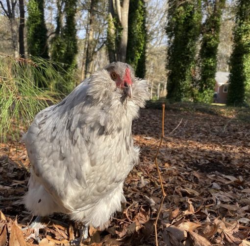 Ameraucana chickens - Image 4