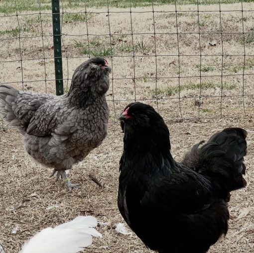 Ameraucana chickens - Image 3