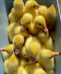 Ducklings