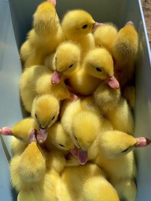 Ducklings