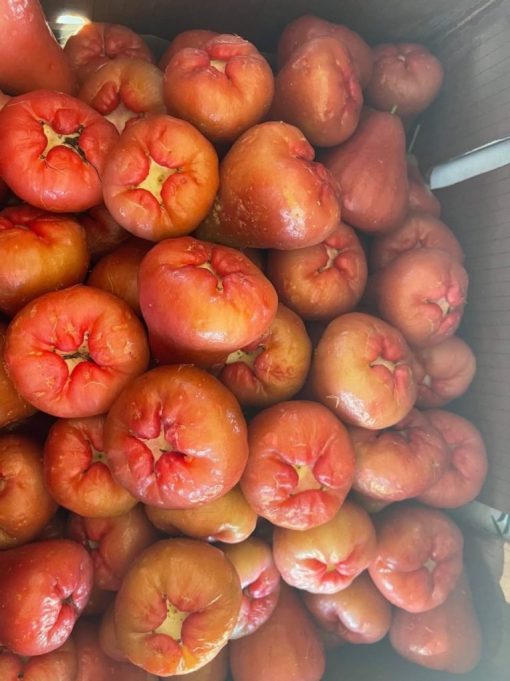 ROSE APPLE - 10lbs - Image 2