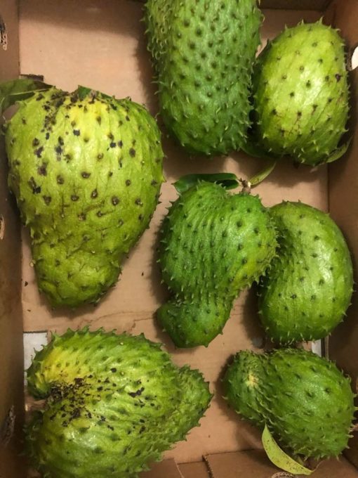 SOURSOP - 10lbs - Image 3