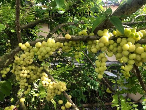 GOOSEBERRY - 10lbs - Image 3