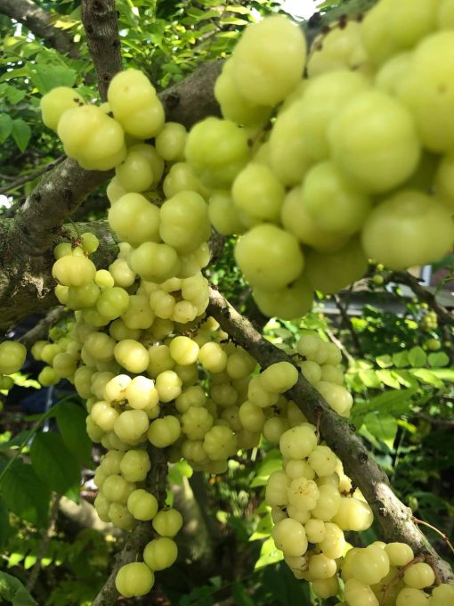 GOOSEBERRY - 10lbs - Image 2