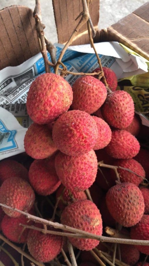 LYCHEE - 10lbs - Image 3