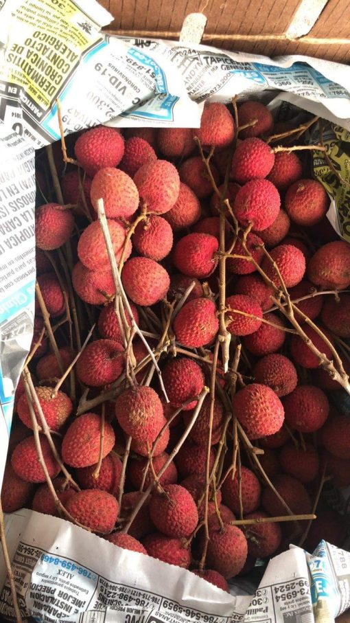 LYCHEE - 10lbs - Image 4