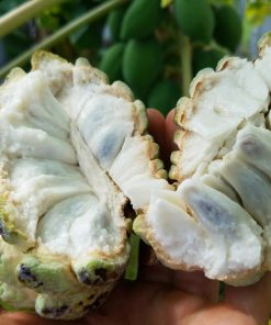SUGAR APPLE - 10lbs