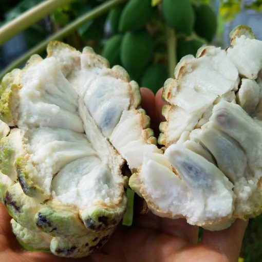 SUGAR APPLE - 10lbs