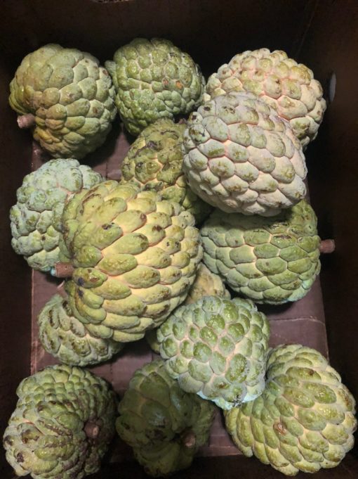 SUGAR APPLE - 10lbs - Image 3