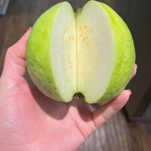 GUAVA - 10lbs - Image 4