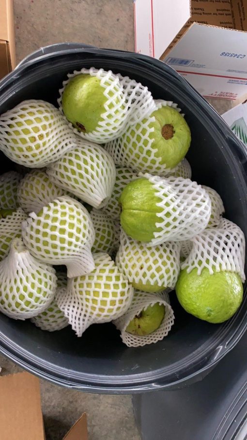 GUAVA - 10lbs - Image 2