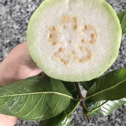 GUAVA - 10lbs - Image 3
