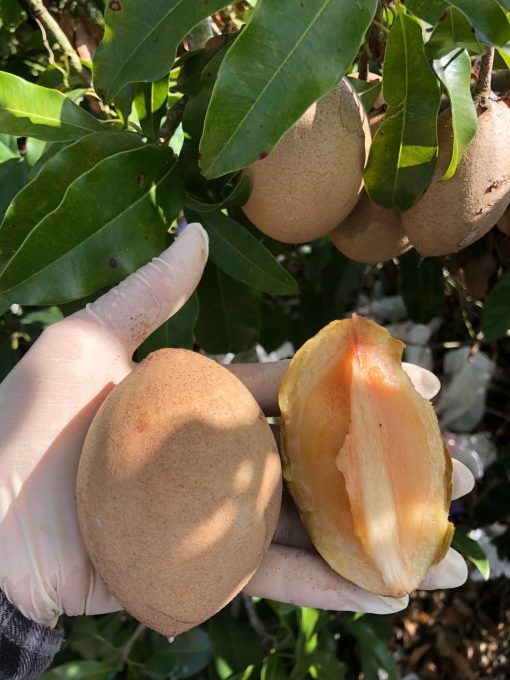 SAPODILLA -10lbs - Image 6