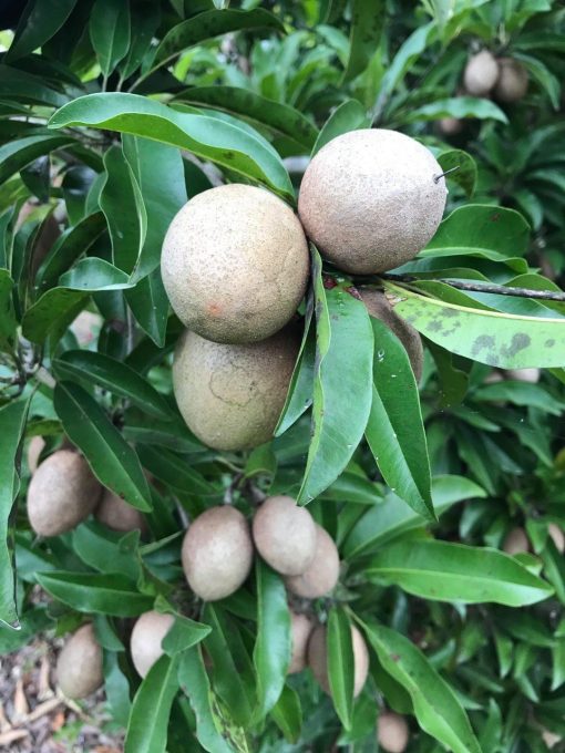 SAPODILLA -10lbs - Image 5