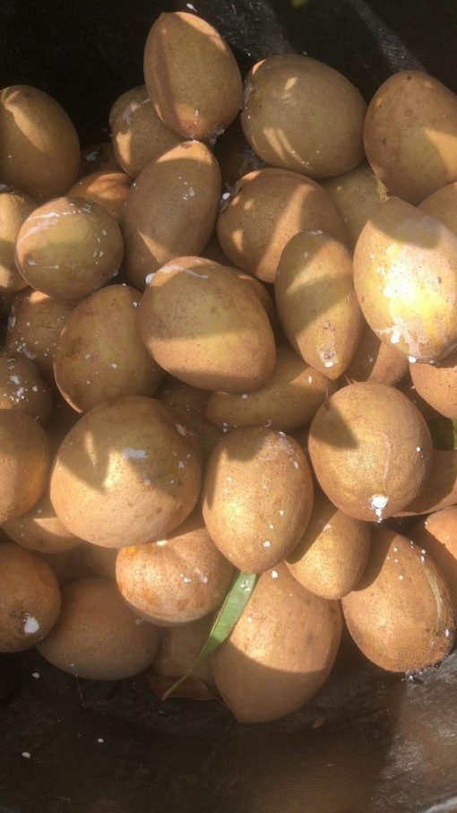 SAPODILLA -10lbs - Image 4