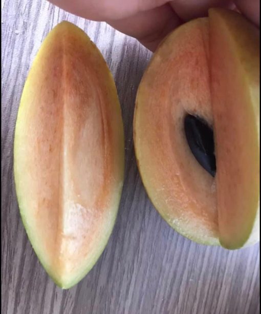 SAPODILLA -10lbs - Image 3