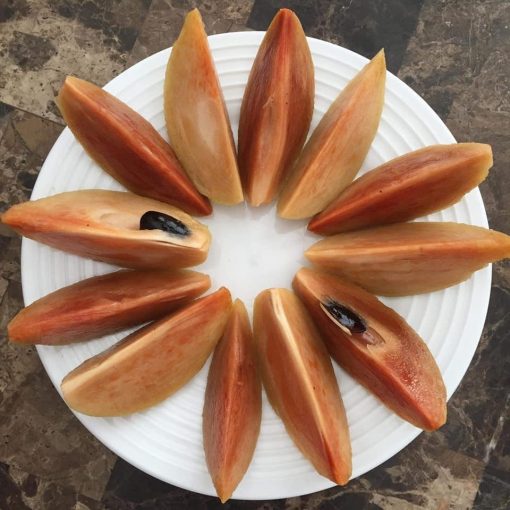 SAPODILLA -10lbs - Image 2