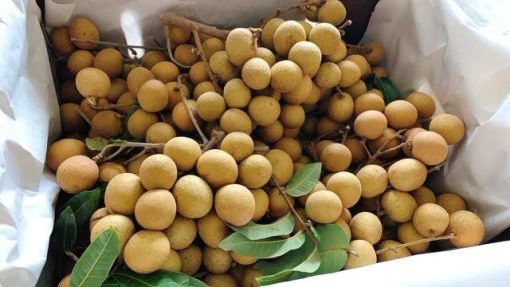 LONGAN - 10lbs - Image 2