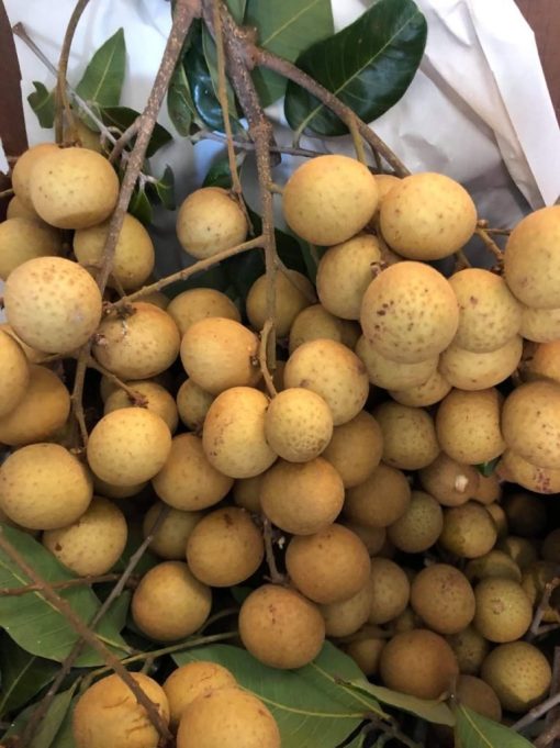 LONGAN - 10lbs - Image 3