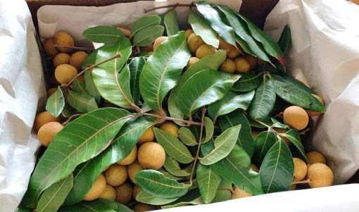 LONGAN - 10lbs - Image 4