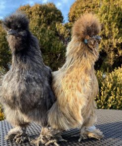 Partridge silkie hen