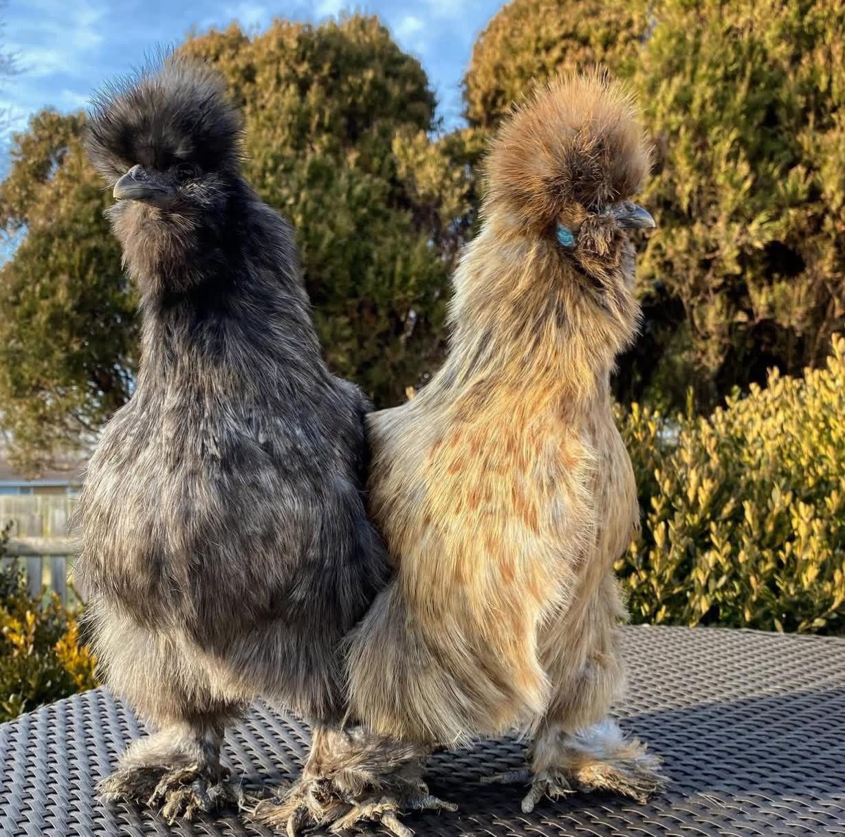 Partridge silkie hen