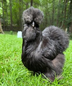Silkie