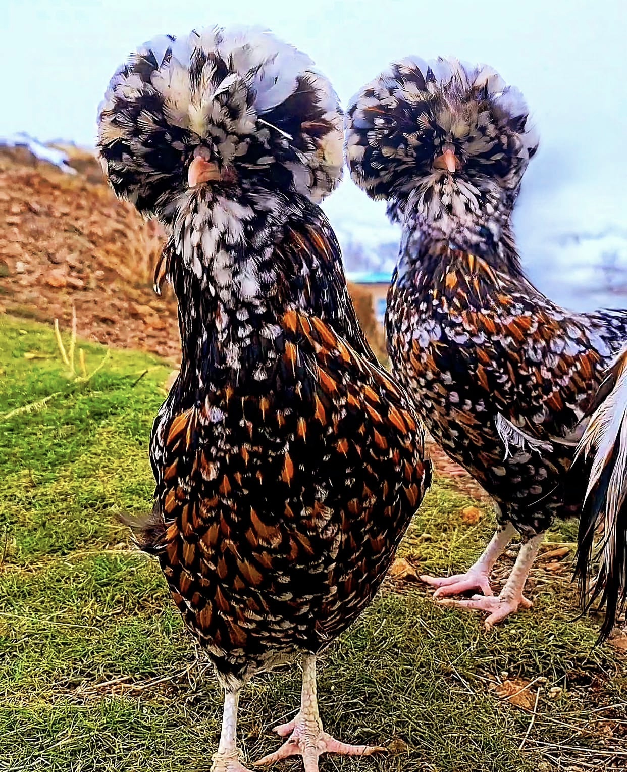 Crested Polish hen