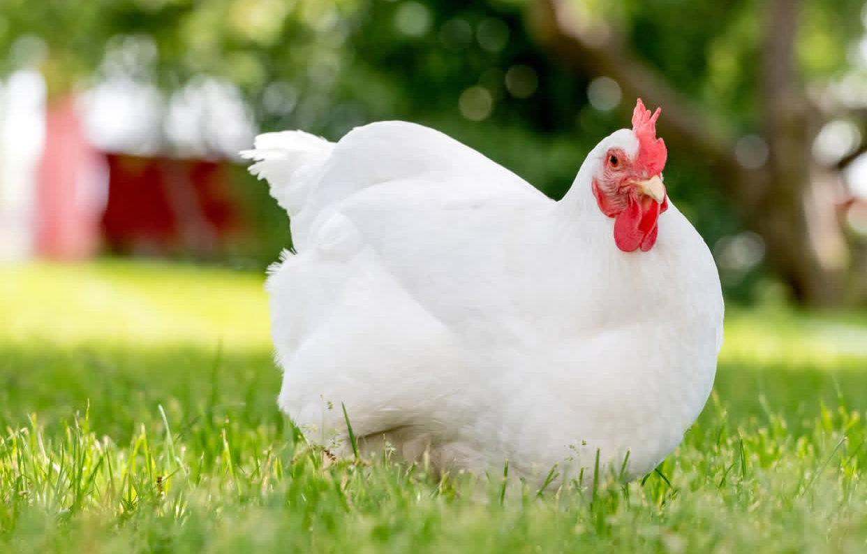 Rhode Island white hen
