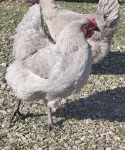 Lavender Wyandotte hen