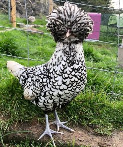 Silver laced polish hen