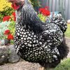 Silver laced Wyandotte